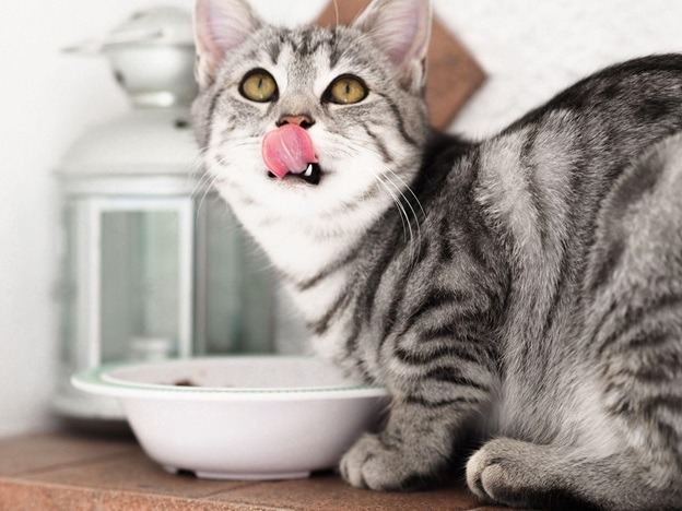 Cat Diet How to Switch Your Cat’s Food 1