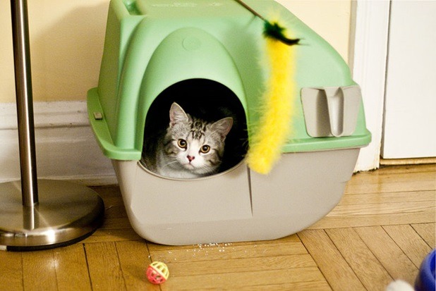 Hidden Litter’s Guide to Selecting the Perfect Litter Box