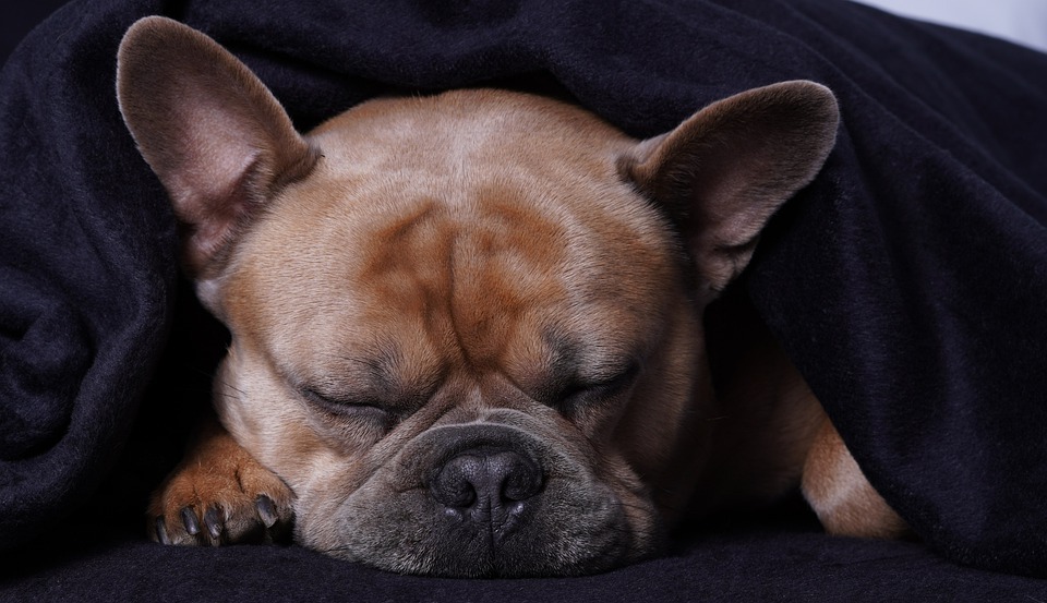 Why Your Dog Needs a Blanket