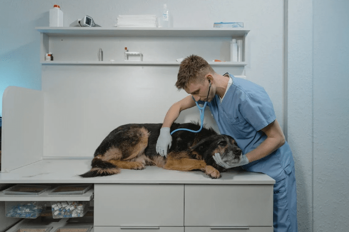 A Brief Guide On Disability Insurance For Veterinarians