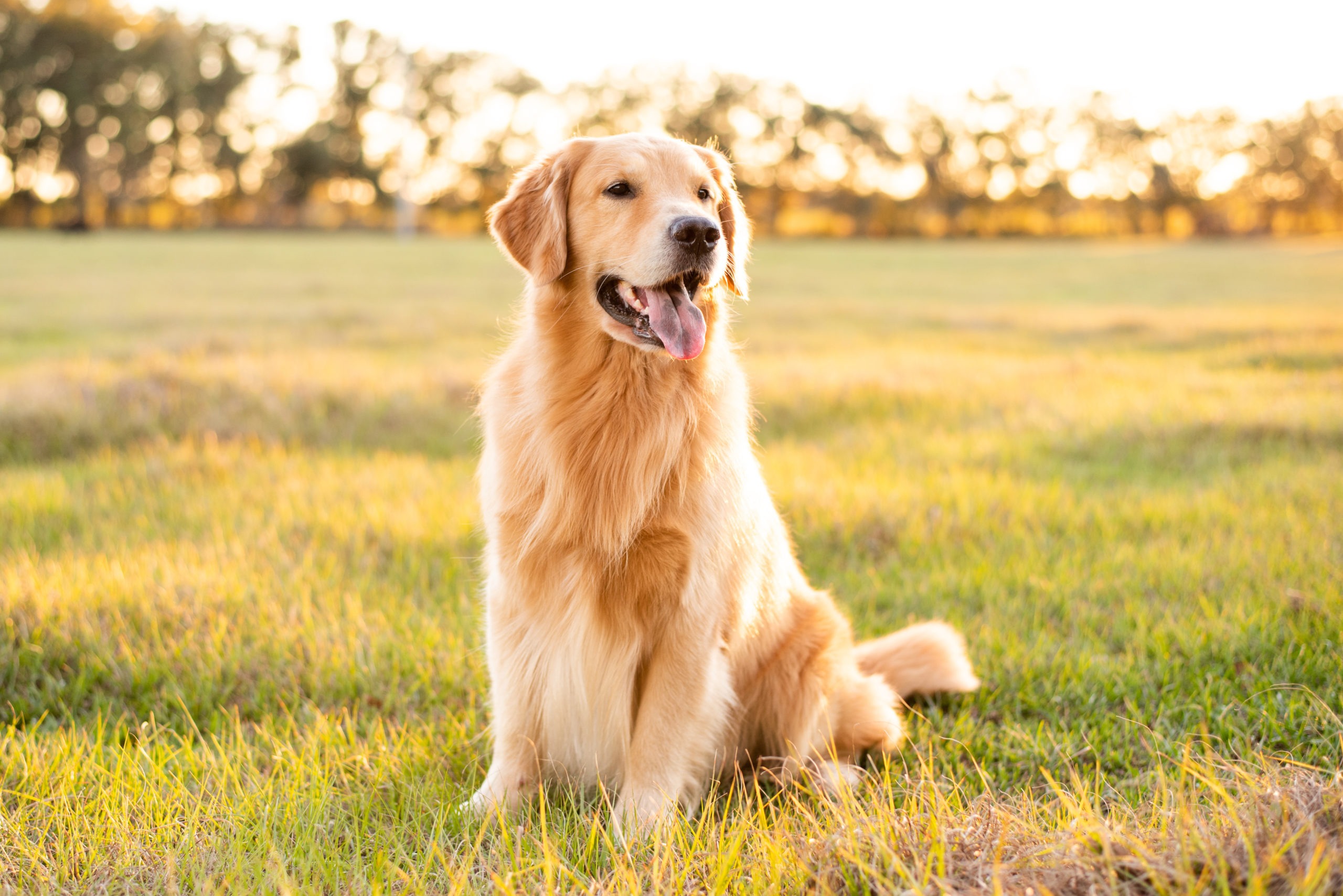 Golden Retriever dog enjoying outdoors at a large grass field at