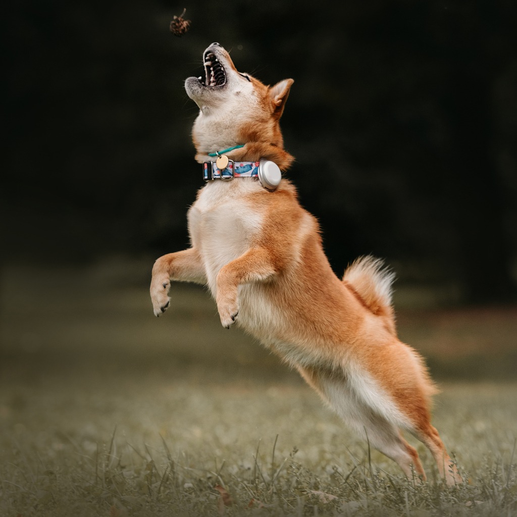 shiba inu dog playing outdoors in a collar and tracker