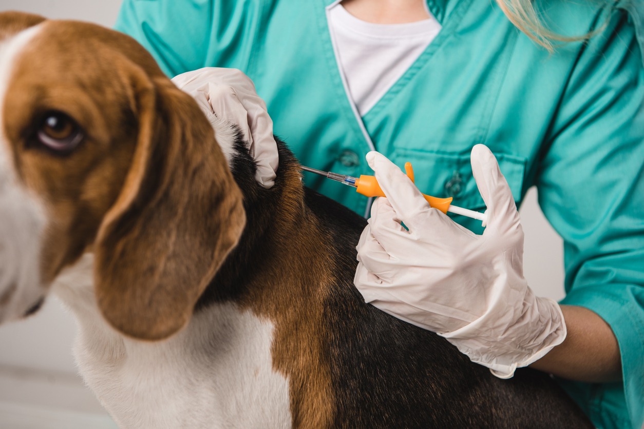 cropped view of veterinarian holding syringe for microchipping beagle dog