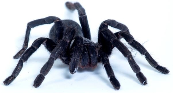 Black tarantula spider