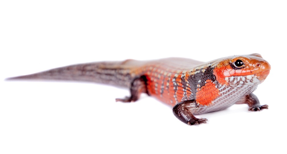 Fire Skink isolated on white