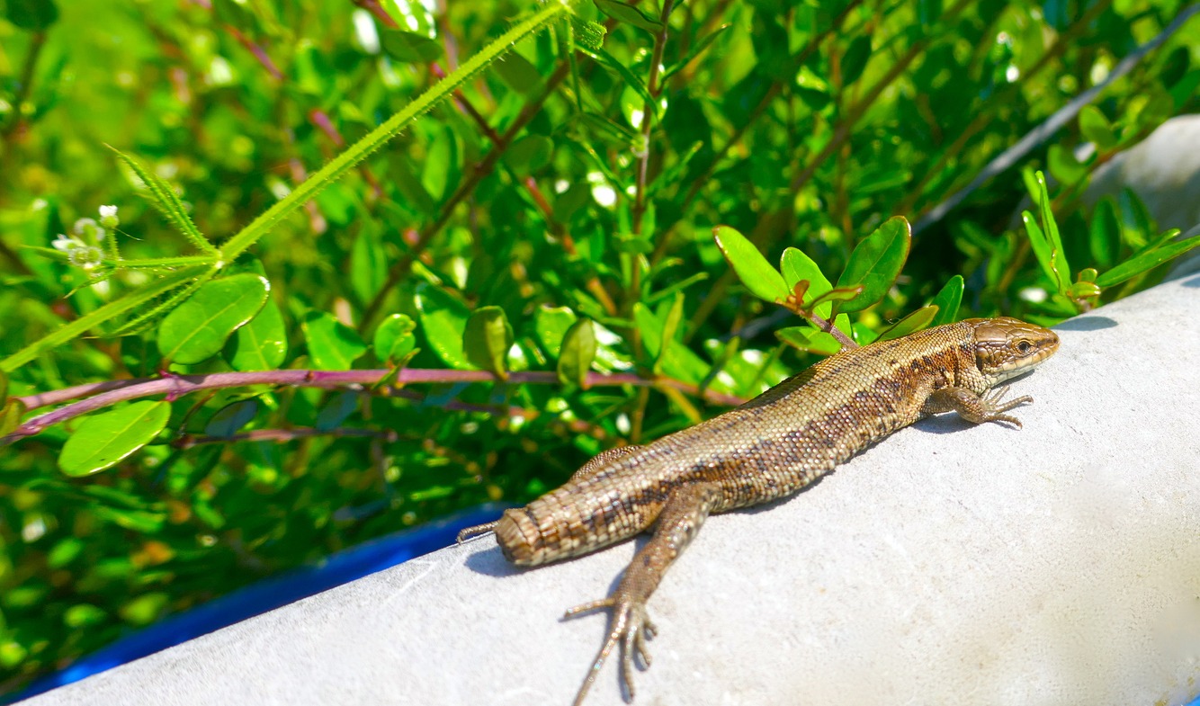 Lizard without tail lies on a wall , protected by a green hedge and enjoys the sun