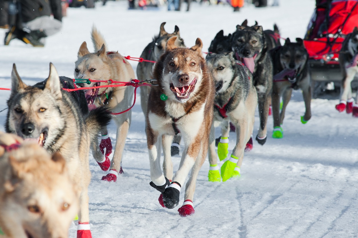 Sled Dogs Running the Iditarod