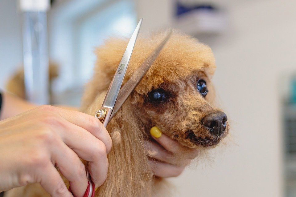 dog grooming-jpeg