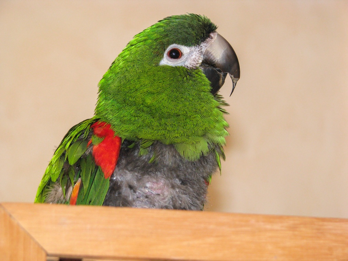 Hahn's macaw parrot with overgrown beak and plucked chest.