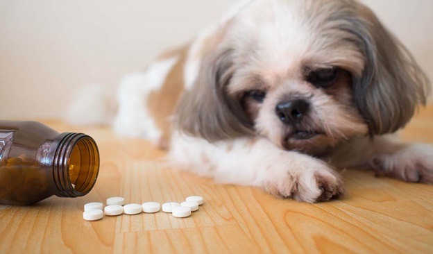 The Right Dosage of Wormer to Use for Cats and Dogs