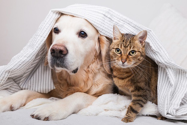 Why You Need The Best Wormer For Dogs And Cats