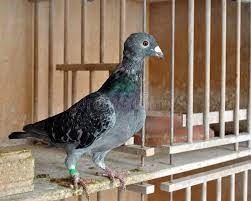 Pigeon Supplies for the Discriminating Fancier