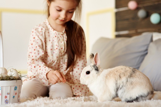 5 Creative Ideas to Set Up an Indoor House for Your Pet Rabbit