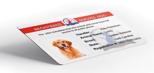 Consider registering your service dog