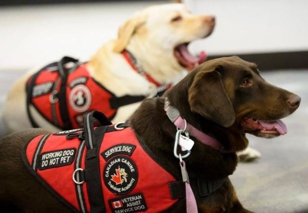 What Functions does a Service Dog Have