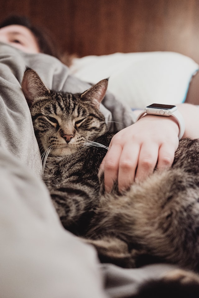 3 Remedies to Help Treat Your Cat's UTI Naturally