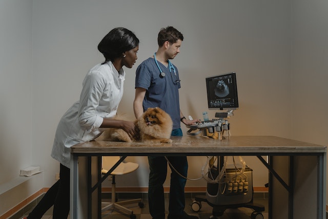 a vet using an ultrasound device on a dog