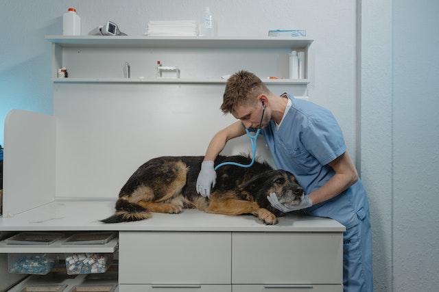 a vet monitoring a dog’s heartbeat