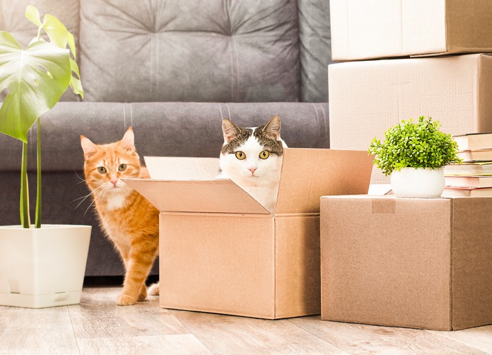 two cats in cardboard boxes