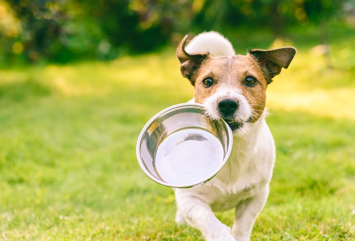 Top Care Tips For Ensuring A Happy, Healthy Puppy