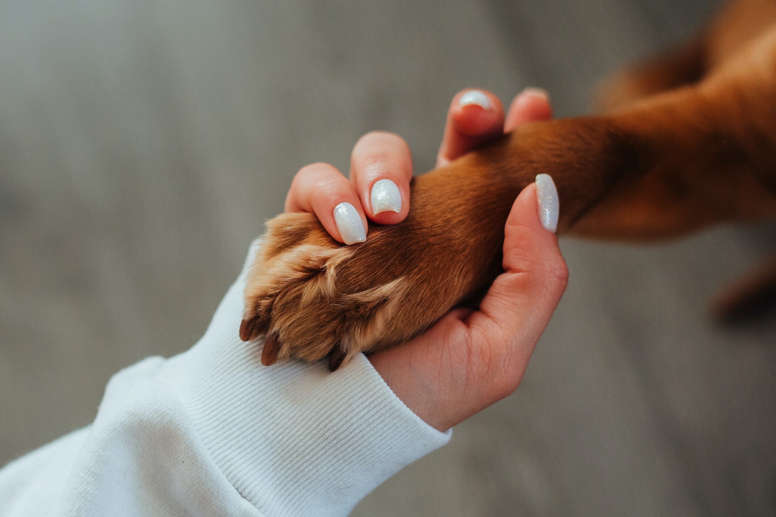 woman-holding-paw-of-dog