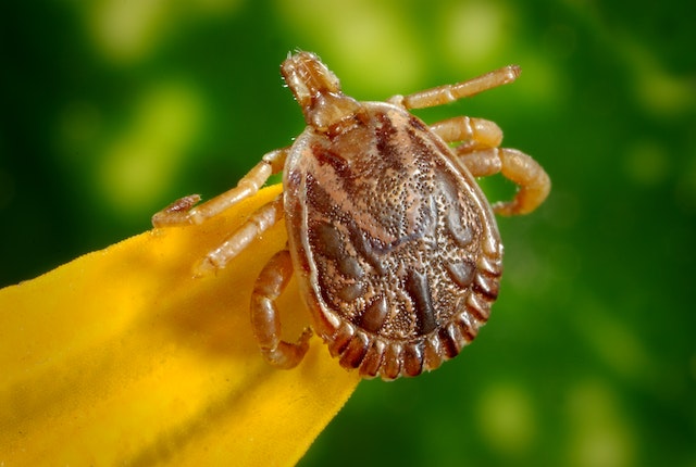 All About Ticks – What You Need to Know