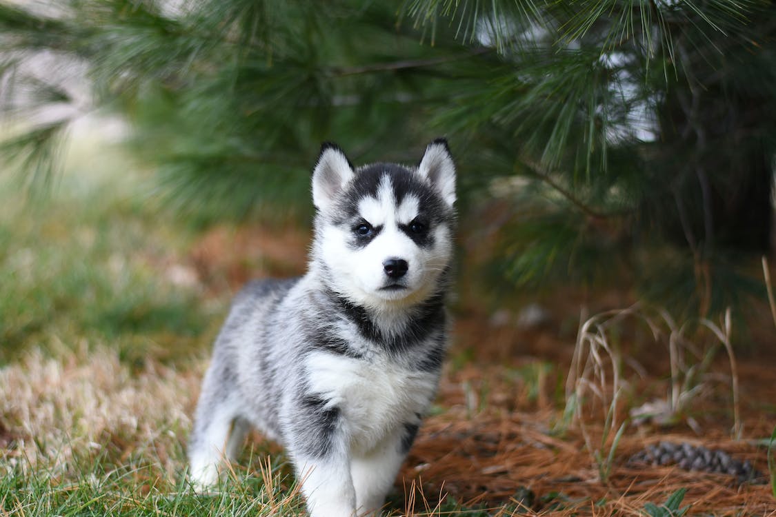 Black and white Siberian husky puppy on brown grass field