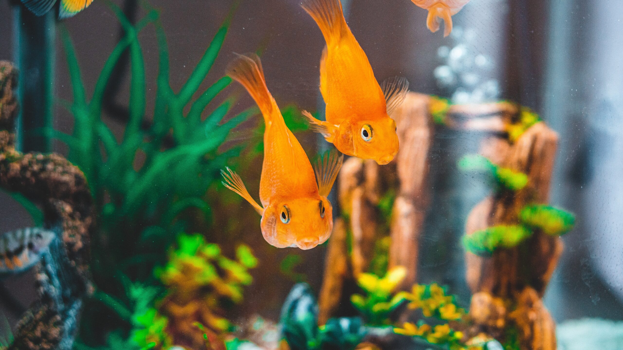 Goldfish-in-fish-tank