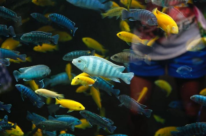 5 Therapeutic Benefits Of Adopting A Pet Fish
