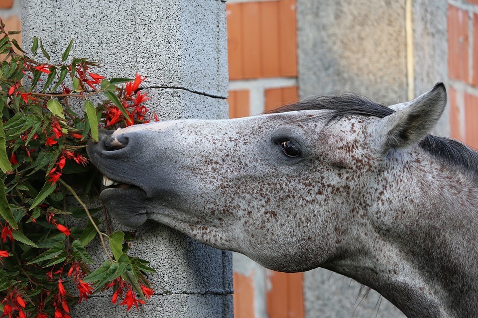 Foods That You Should Never Offer To Your Horse