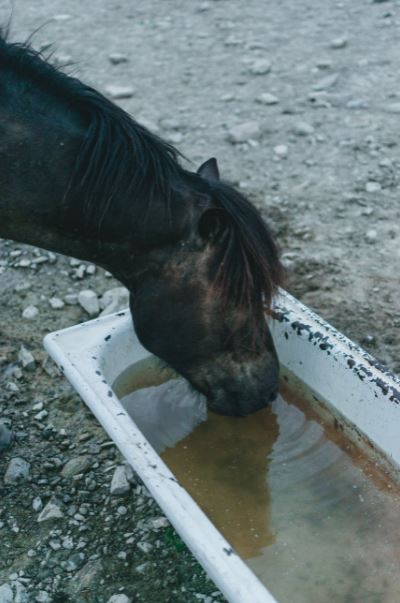 How To Keep Your Horse’s Water Fresh