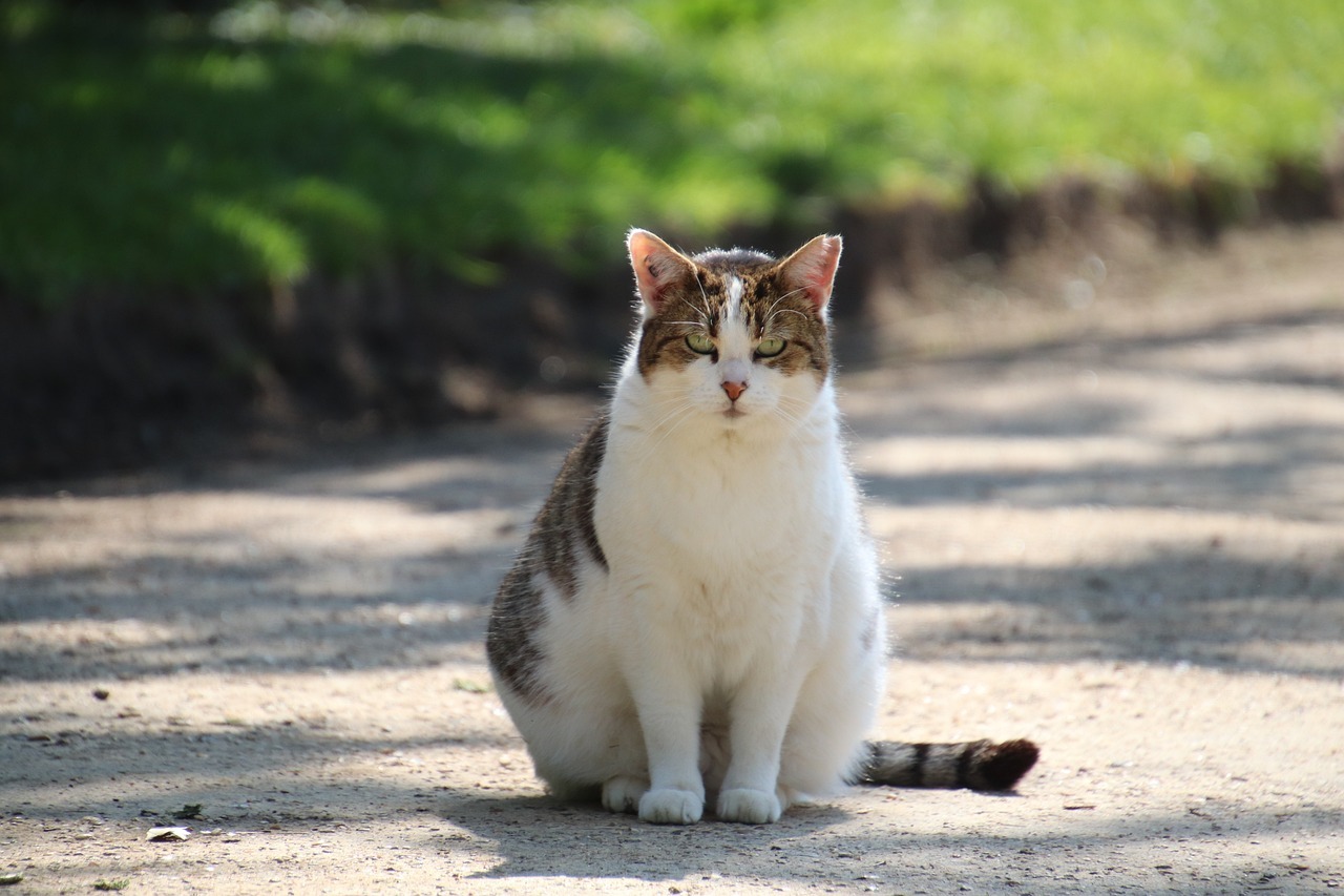 Pet safety: 4 reasons to try Cat Boarding