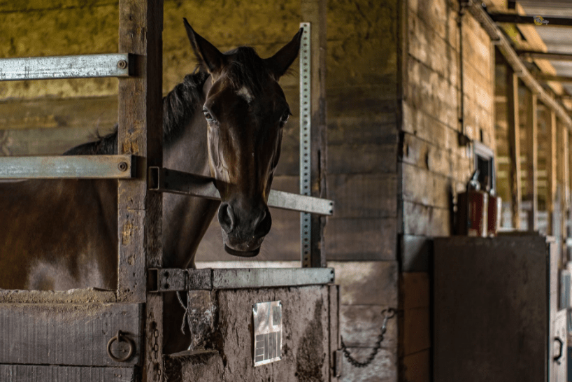Safety Precautions at a Horse Stable