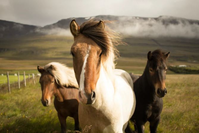 The Best Horse Themed Movies of All Time