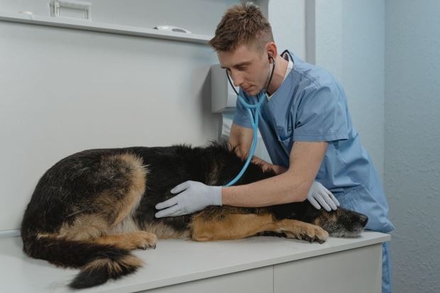 Are Vaccinations Available At An Animal Vet Hospital