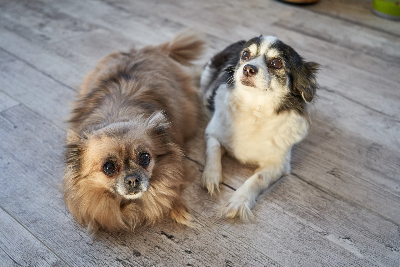Meet the 5 Best Small Dog Breeds Ideal for Your Family