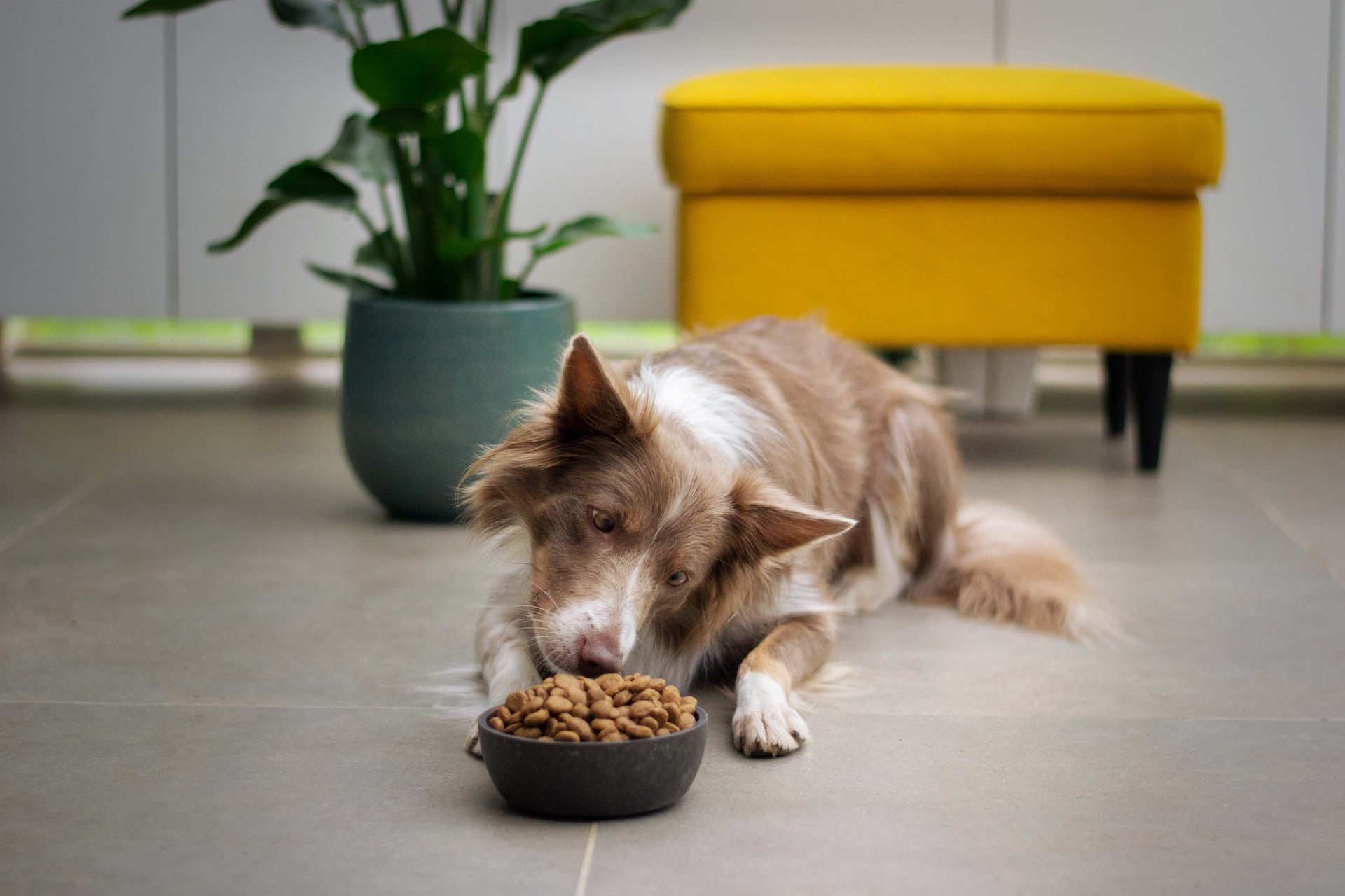 Combining Diets: Integrating Freeze-Dried Food Into A Balanced Canine Nutrition