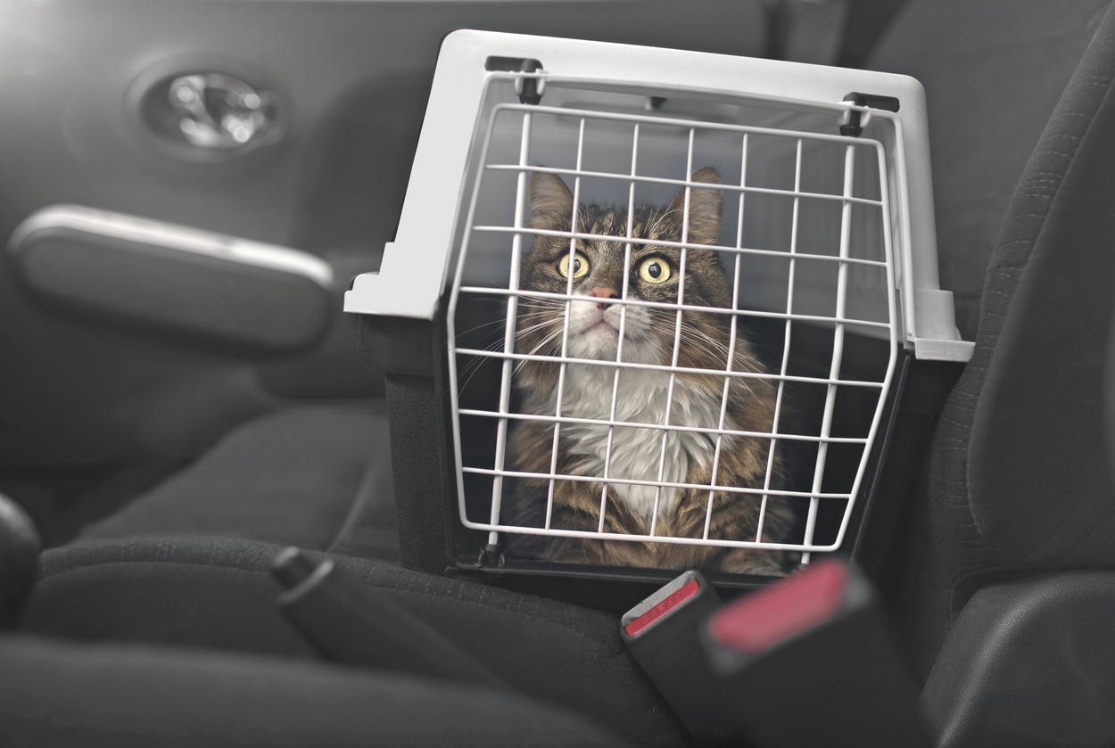  cat inside the carrier in the car