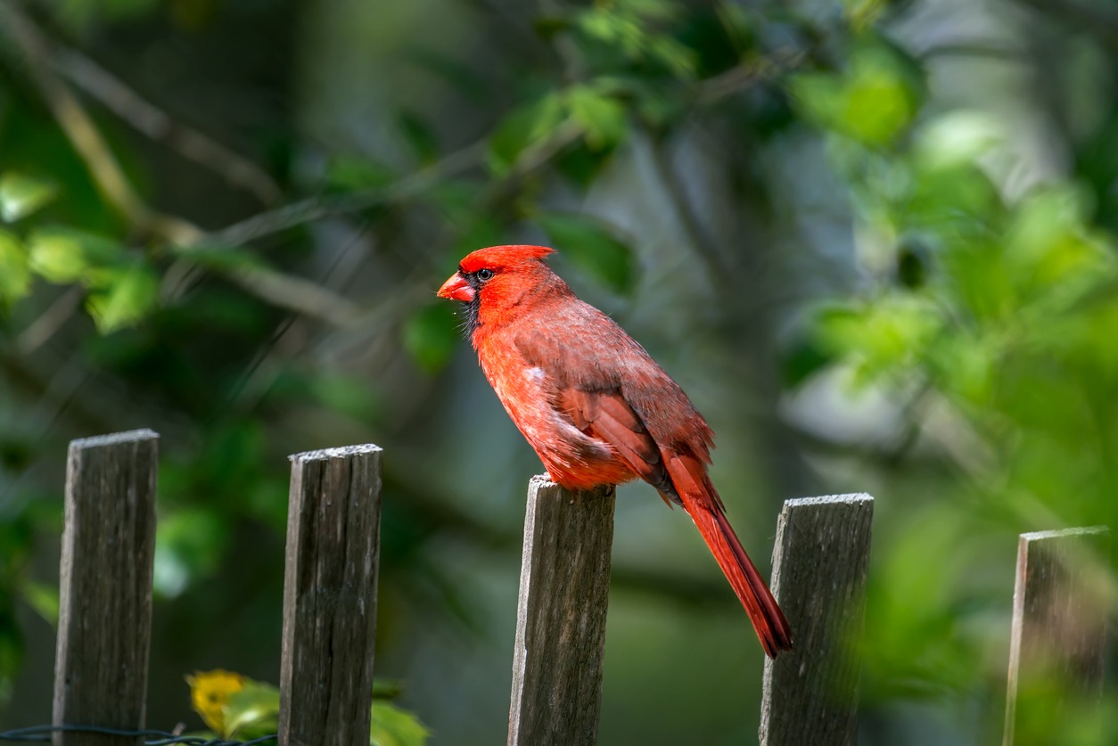 Alt Text red cardinal perched on a fence