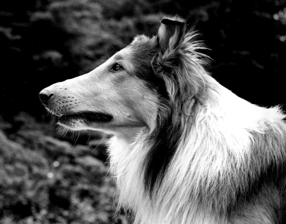 Pal as Lassie