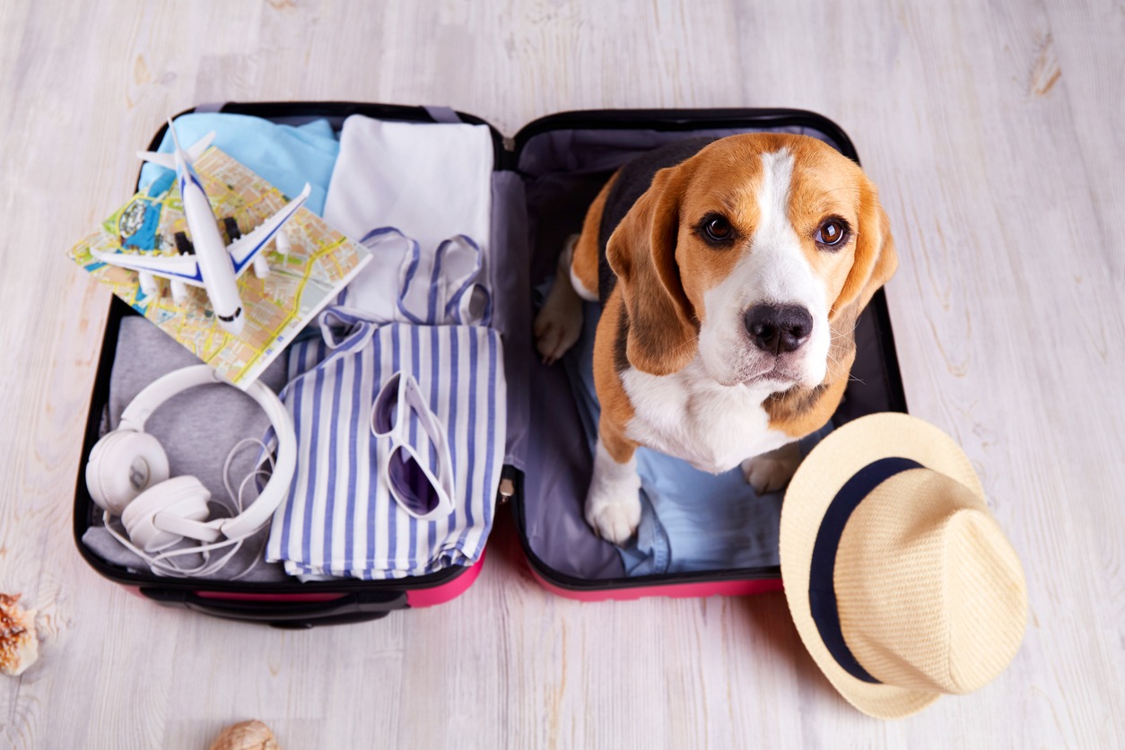 beagle ready to travel