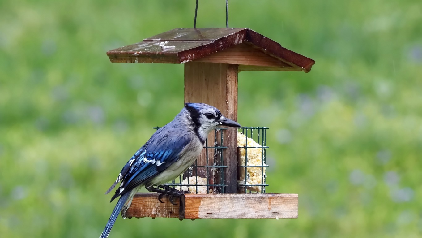 blue jay in a birdhouse