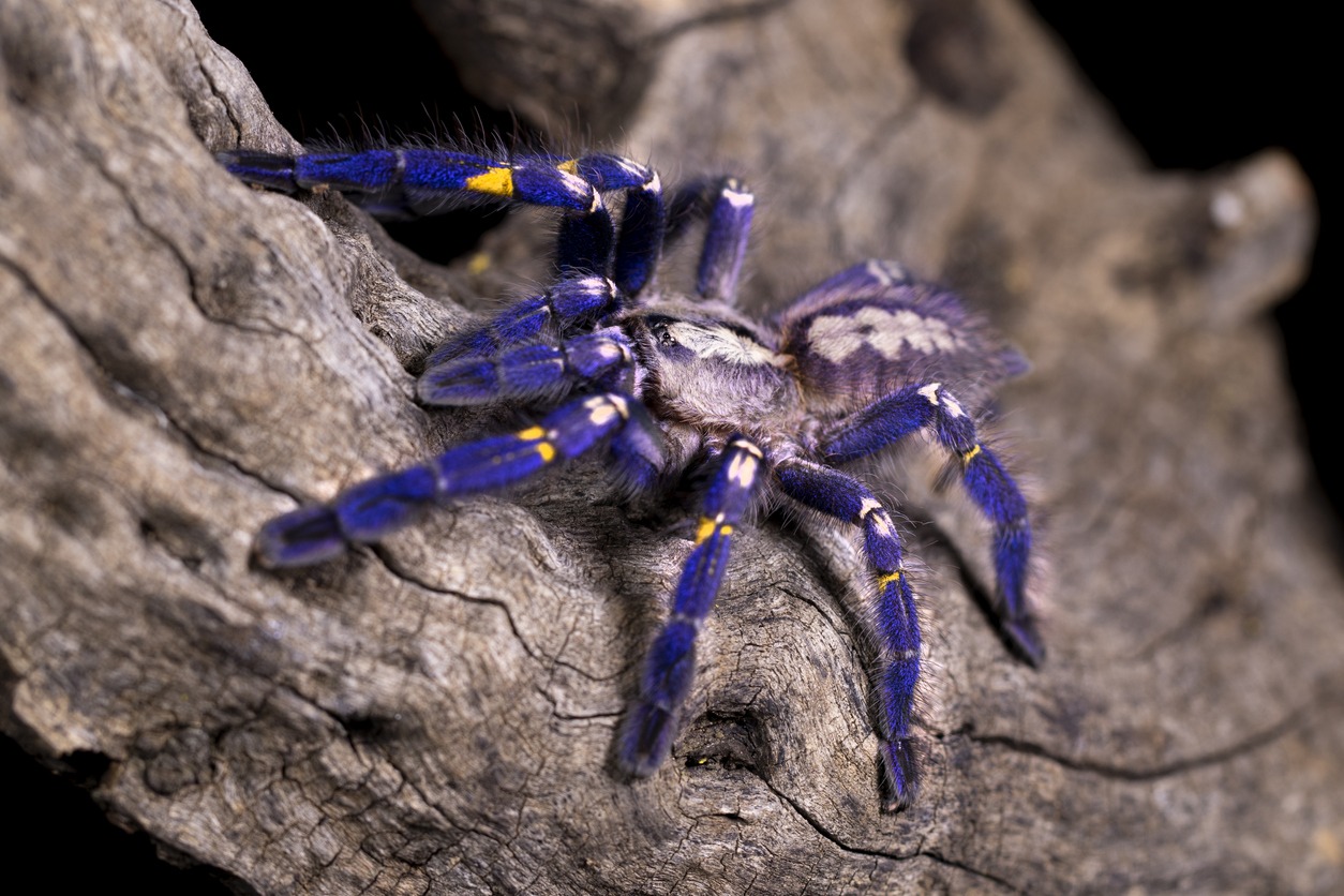 blue tarantula