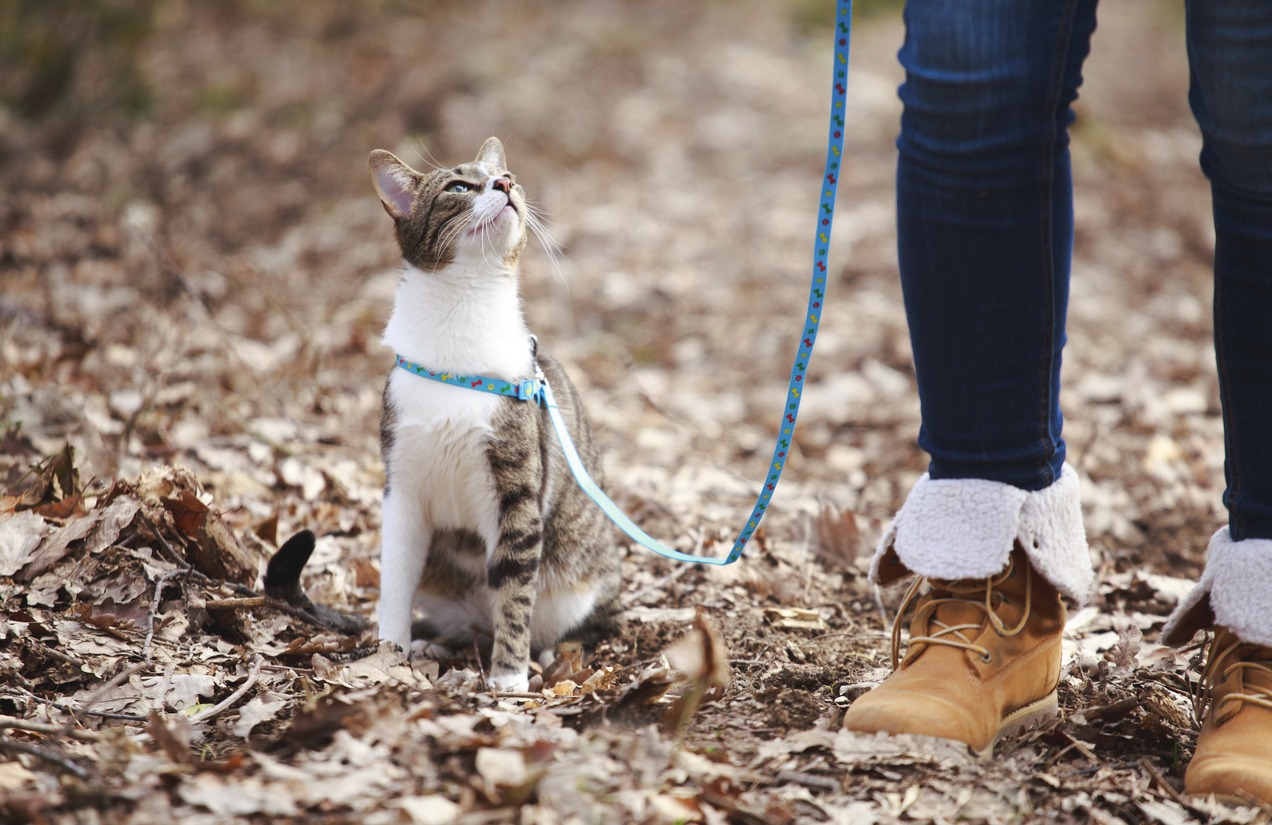 cat and owner taking a walk