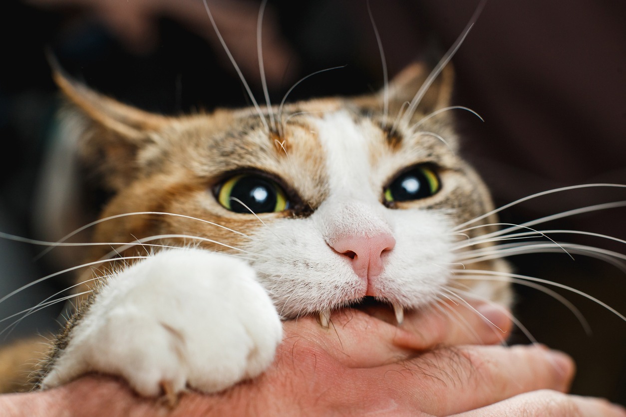 cat biting owner’s hand