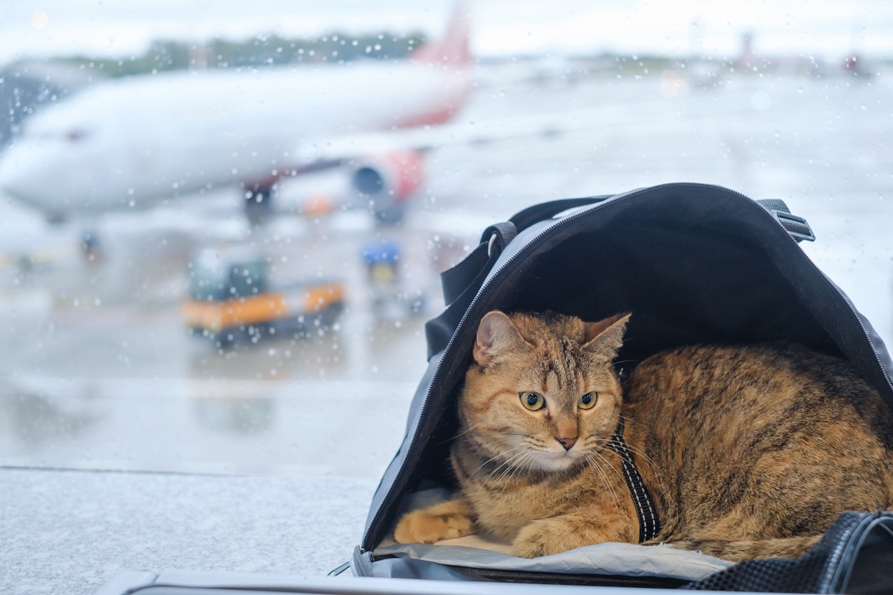cat in a carrier at the airport