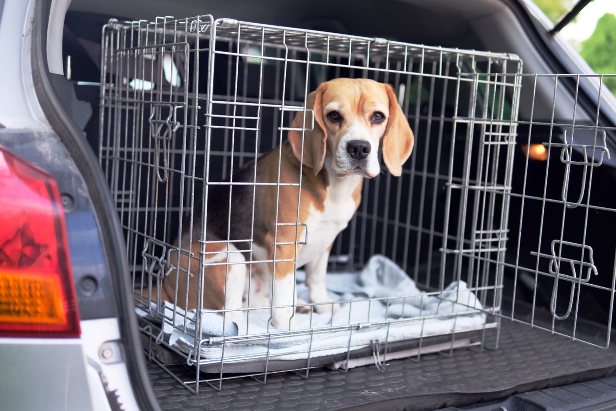 dog in a cage ready to travel
