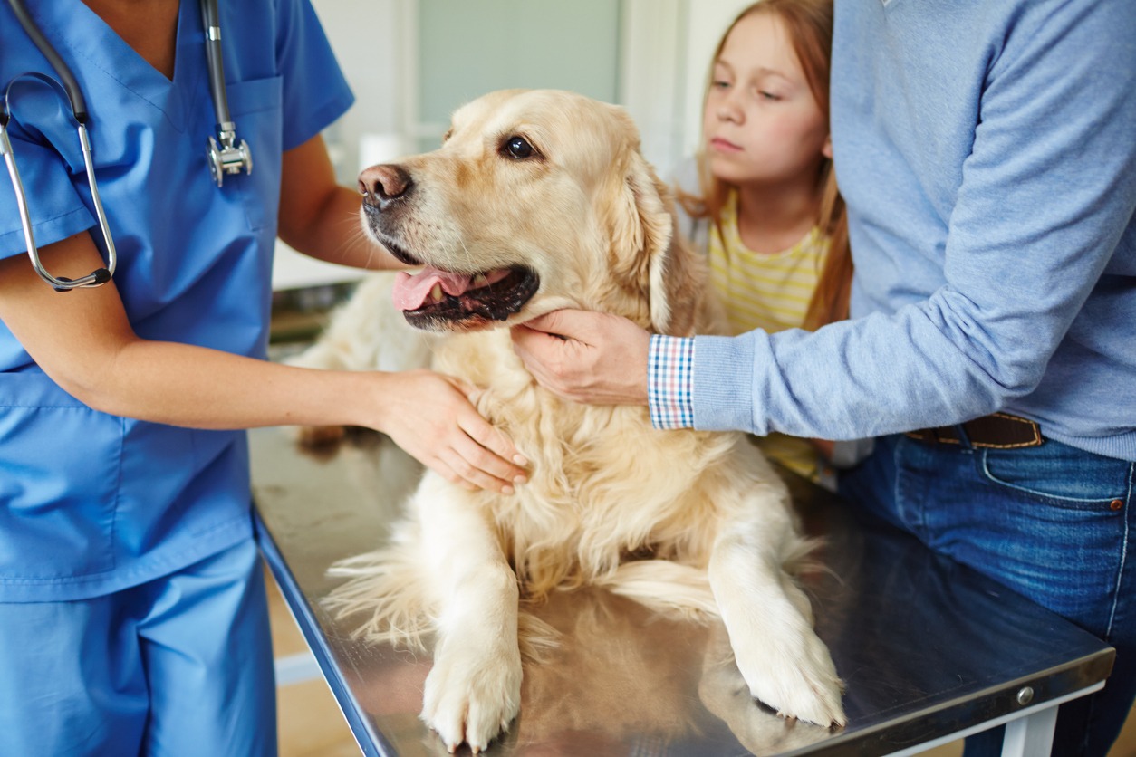 dog in a vet checkup