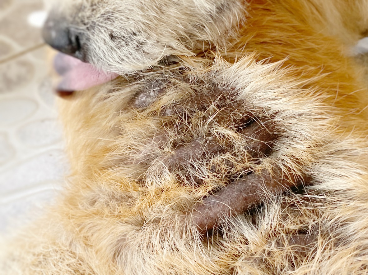 dog with skin infection