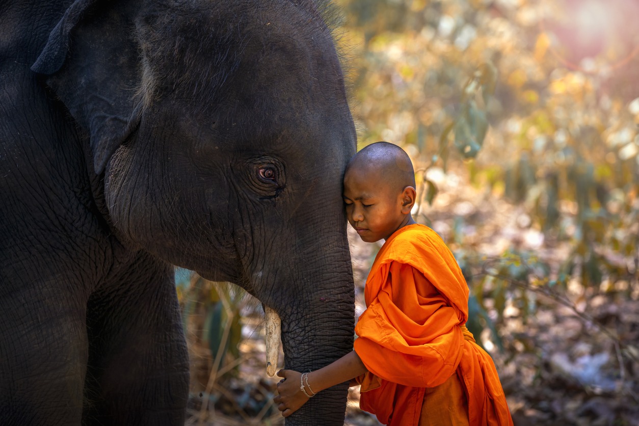 elephant with young monk